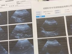 -半岛宠物医院24小时(科华中路店)