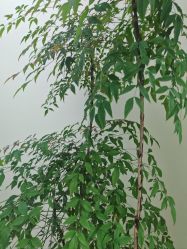 -HEYAN荷妍专业脱毛连锁机构