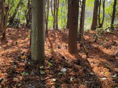 -上海海湾国家森林公园