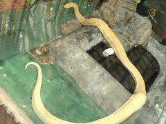 -上海大自然野生昆虫馆(东方明珠·爬宠昆虫探索中心)