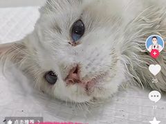 -瑞派雷欧宠物医院·24h夜诊·心脏骨科牙科·全科重症转诊中心(无影山店)
