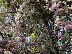 -深圳国际园林花卉博览园