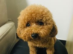 -宠福鑫康馨动物医院·骨科·眼科