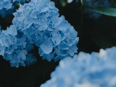 -中国科学院华南植物园