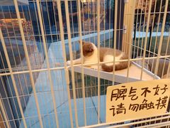 -猫的天空之城概念书店(北戴河蔚蓝海岸店)