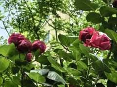 -徐家汇源景区-衡山公园