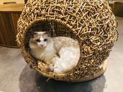 -飞行喵MR PILOT|猫舍·猫咖(静安大融城店)