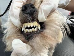 -宠福鑫康馨动物医院·骨科·眼科