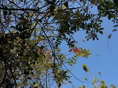 -豆舞咖啡(民乐路店)