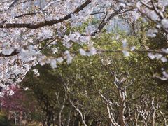 -苏州上方山国家森林公园