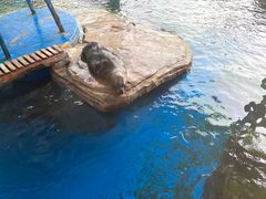 -海合安武汉极地海洋公园