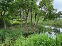-贡湖湾湿地公园