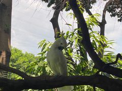 -广州长隆飞鸟乐园
