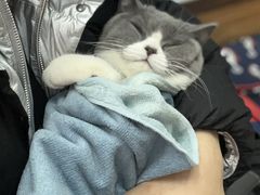 -瑞派·关忠动物医院·异宠专科·犬猫肿瘤·皮肤专科(望京店)