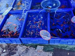 -中环花鸟鱼虫市场