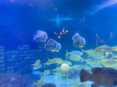 -烟台海昌鲸鲨海洋公园