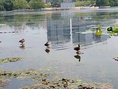 -莲花池公园