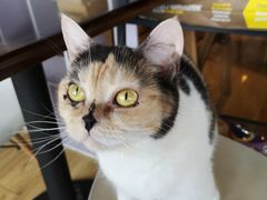 -Cappucimeow猫咪咖啡馆(韦伯时代店)