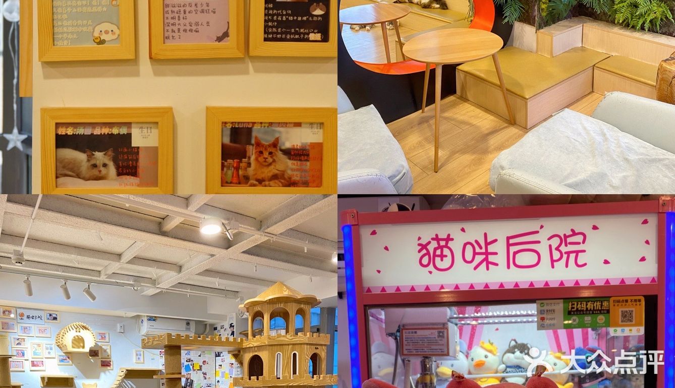 北京探店｜猫咪后院实现撸猫自由🐱