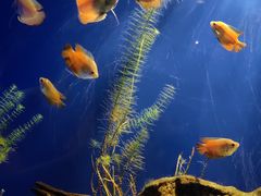 -上海海洋水族馆