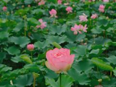 -荷塘月色湿地公园·向阳花洲