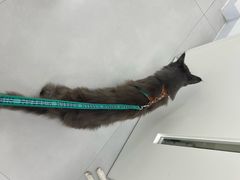 -喜多萌中农锦绣动物医院24H·猫科·牙科MRI·CT