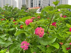 -天鹅湖体育公园