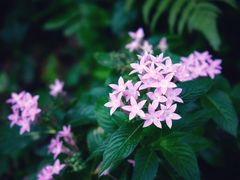 -深圳市中科院仙湖植物园
