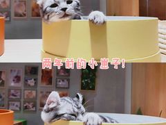 -藏猫猫咖啡主题馆(中央大道店)