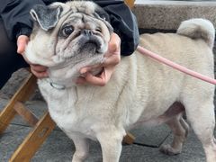 -Silly Dog Coffee(滨江店)