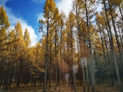 -塞罕坝国家级自然保护区