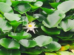 -长春市南湖公园