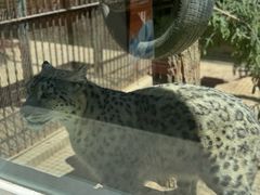 -青藏高原野生动物园