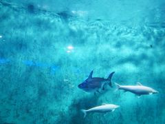 -太平洋海底世界