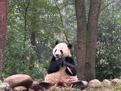 -中国大熊猫保护研究中心雅安碧峰峡基地