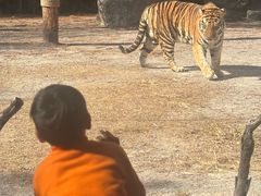 -上海野生动物园老虎餐厅