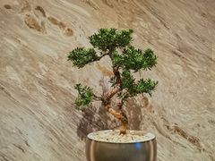 -万豪金殿(香港JW万豪酒店)