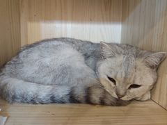 -萌喵宠狗爱心宠咖