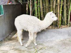 -观澜山水田园