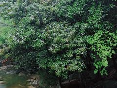 -大鄣山卧龙谷景区