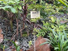 -呀路古热带植物园