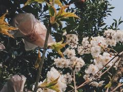 -樱桃山旅游景区