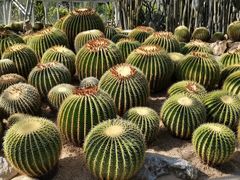 -深圳仙湖植物园