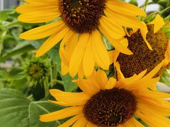 -羊亭河湿地公园