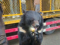 -乐和乐都动物主题乐园