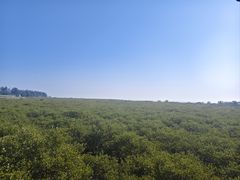 -北海金海湾红树林生态旅游区