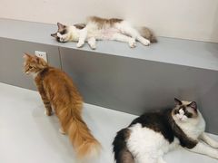 -糯米喵星人·撸猫猫舍咖啡馆(西市场嘉华店)