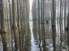 -渌洋湖湿地公园
