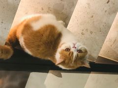 -飞行喵MR PILOT|猫舍·猫咖(静安大融城店)