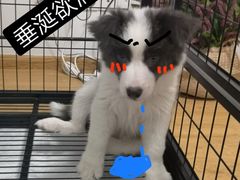 -翊宠yipet猫狗购宠庄园犬舍•猫舍